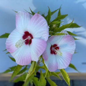 Ibištek bahenný (Hibiscus moscheutos) ´FUJIN´® - výška 30-60 cm, kont. C2L (-29°C)